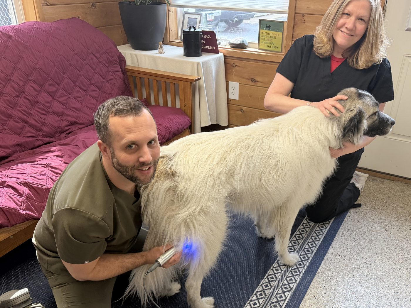 A Framingham Animal Hospital team member giving a dog a laser therapy treatment